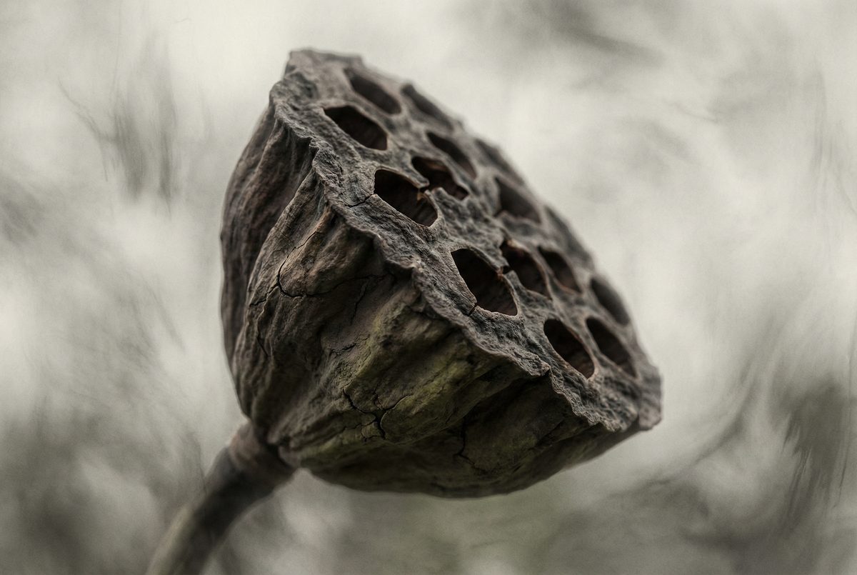 糖心Vlog禅意摄影 - 枯莲蓬的自然质感 - srypdjw.cn